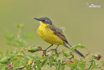 Burung Pipit Kuning