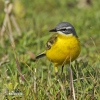 Burung Pipit Kuning