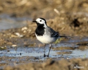 Burung Pipit Pelanduk