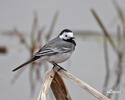 Burung Pipit Pelanduk