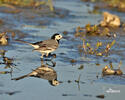 Burung Pipit Pelanduk