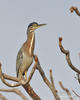 Burung Puchong Keladi