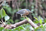 Burung Puchong Keladi