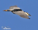 Burung Puchong Kuak