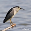 Burung Puchong Kuak