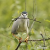 Burung Puchong Kuak