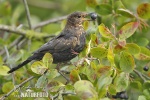 Burung sikatan hitam