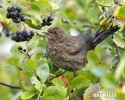 Burung sikatan hitam