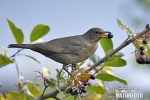 Burung sikatan hitam