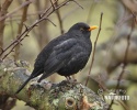 Burung sikatan hitam