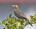 Burung sikatan hitam