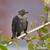 Burung sikatan hitam