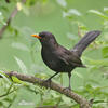 Burung sikatan hitam