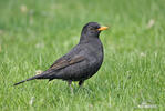 Burung sikatan hitam