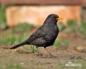 Burung sikatan hitam