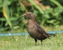 Burung sikatan hitam