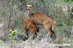 Bushbuck Harnessed