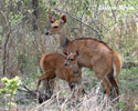 Bushbuck Harnessed