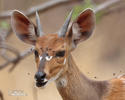 Bushbuck Harnessed