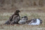 Buteo buteo