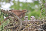 Buteo buteo