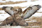 Buteo buteo