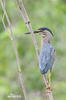 Butorides striata