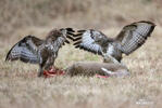 Buzzard