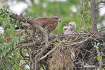 Buzzard