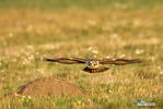 Buzzard