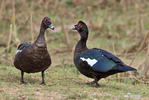 Cairina moschata