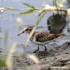 Calidris minutilla