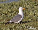 California Gull