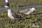 California Gull