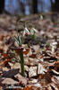 Campanilla de invierno