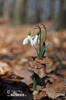 Campanilla de invierno