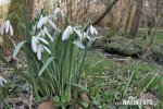 Campanilla de invierno