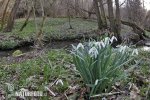 Campanilla de invierno