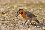 Campo or Field Flicker