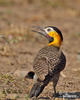 Campo or Field Flicker