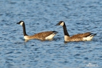 Canada Goose