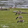 Canada Goose