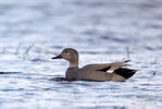 Canard chipeau