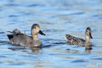 Canard chipeau