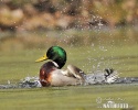 Canard colvert