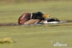 Canard colvert