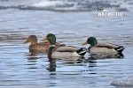 Canard colvert