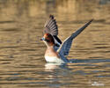 Canard siffleur