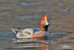 Canard siffleur