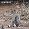 Cape Hare